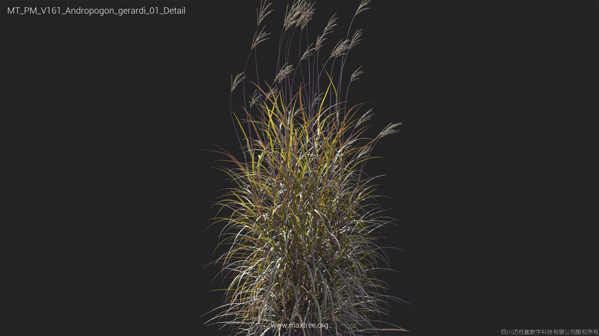 Maxtree Plant Models Vol 161 - Mesh 3D model_7