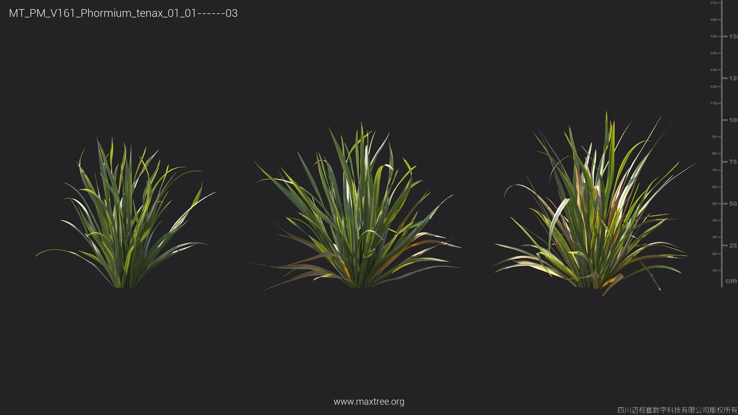 Maxtree Plant Models Vol 161 - Mesh 3D model_26
