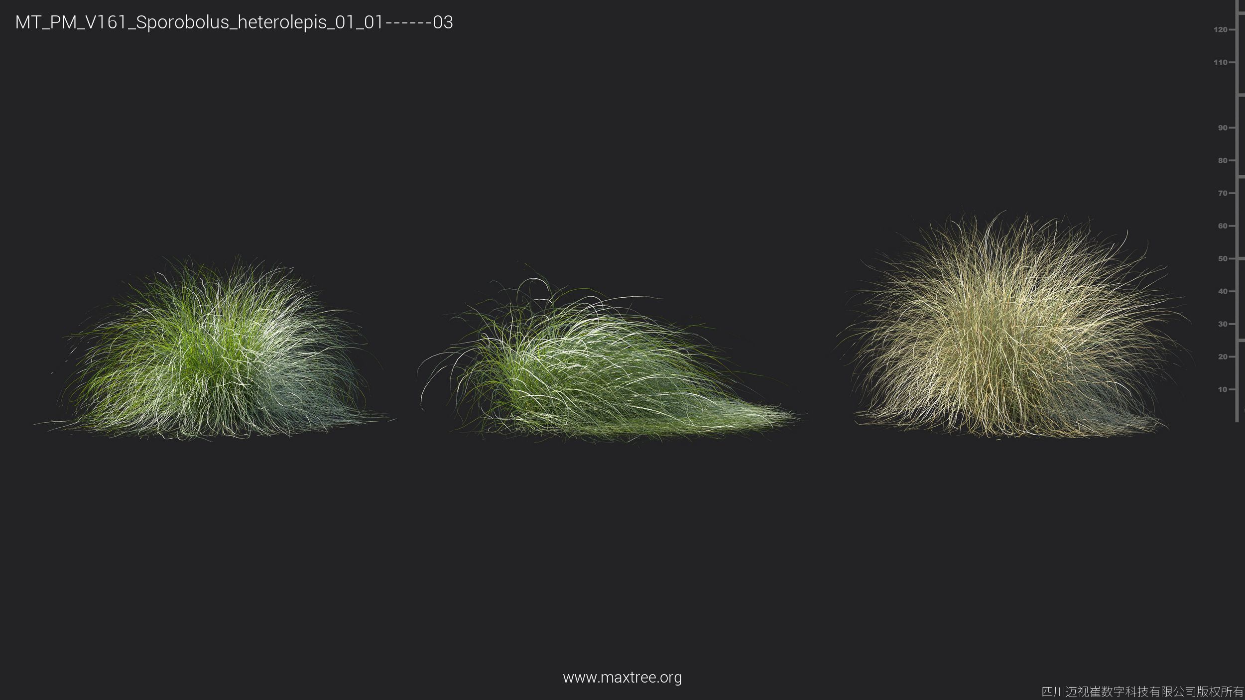 Maxtree Plant Models Vol 161 - Mesh 3D model_38