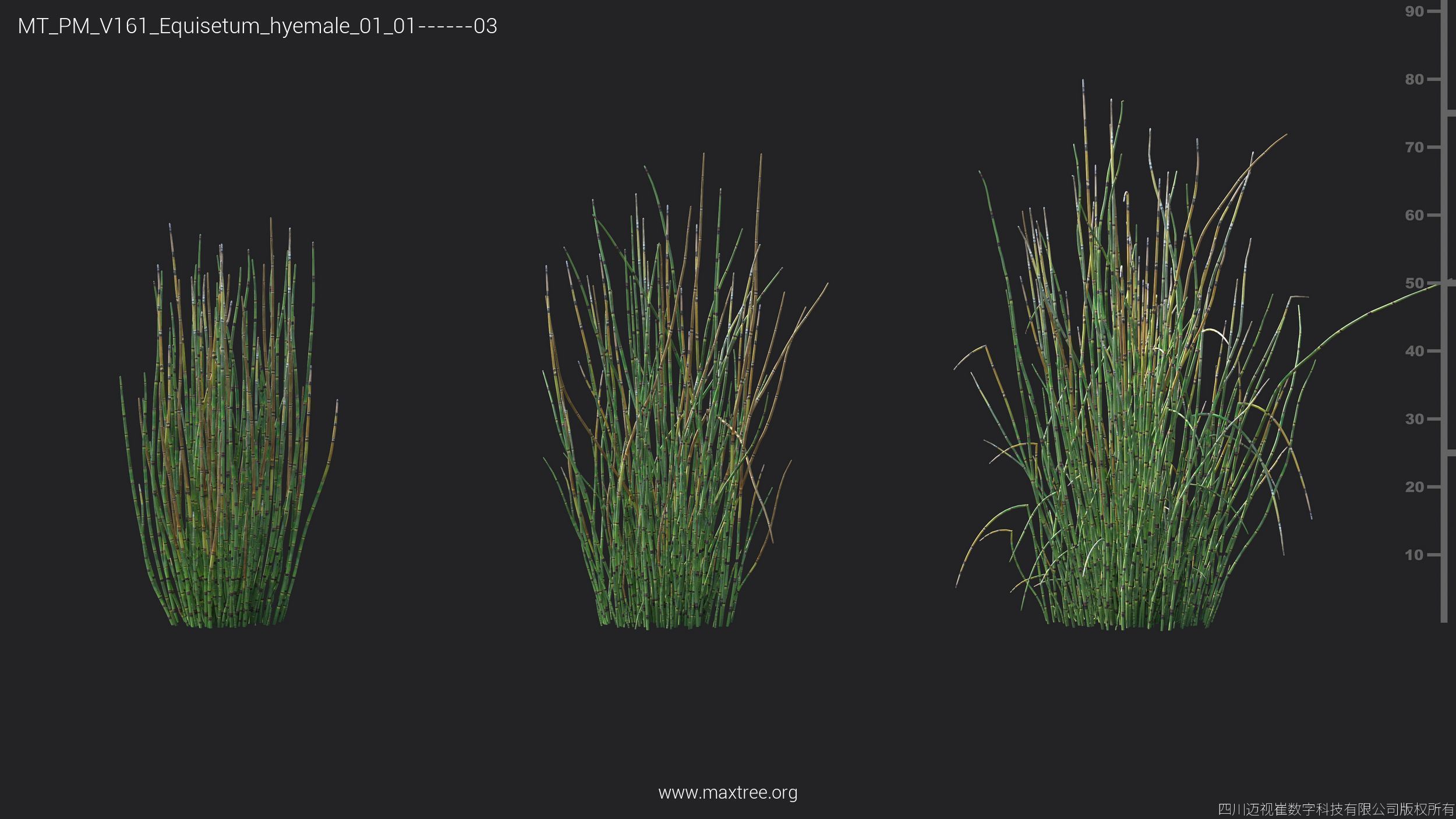 Maxtree Plant Models Vol 161 - Mesh 3D model_11