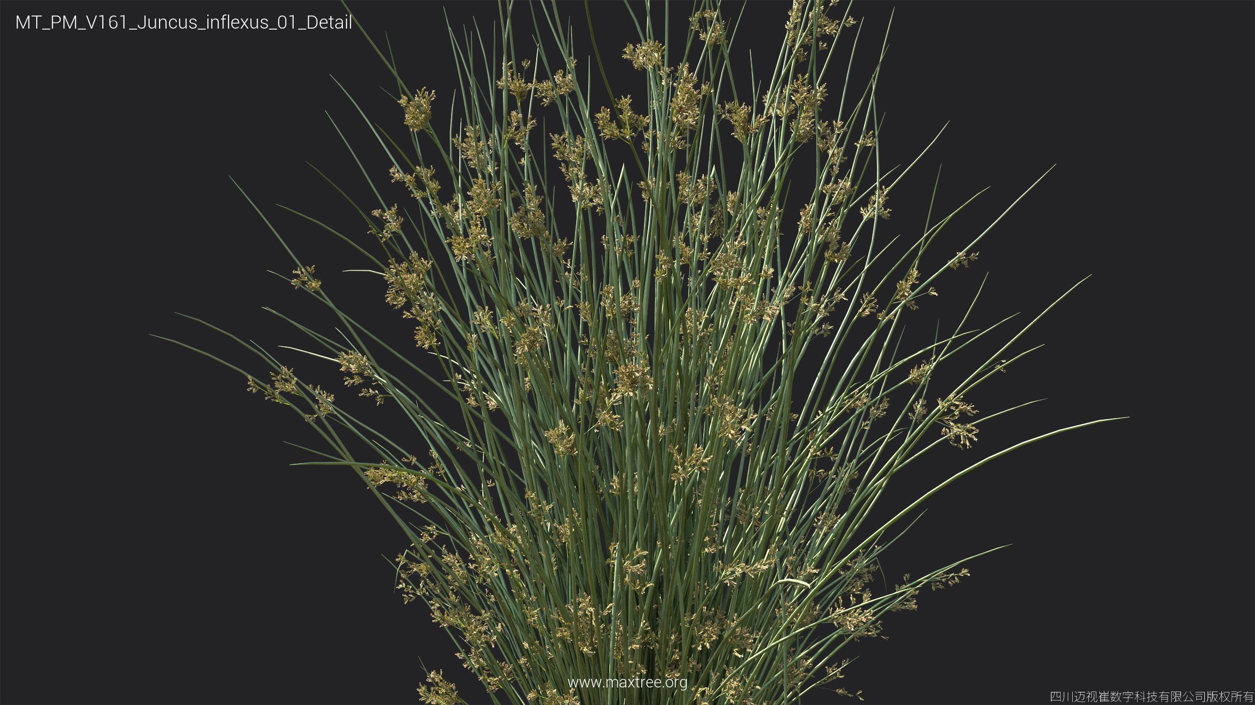 Maxtree Plant Models Vol 161 - Mesh 3D model_19