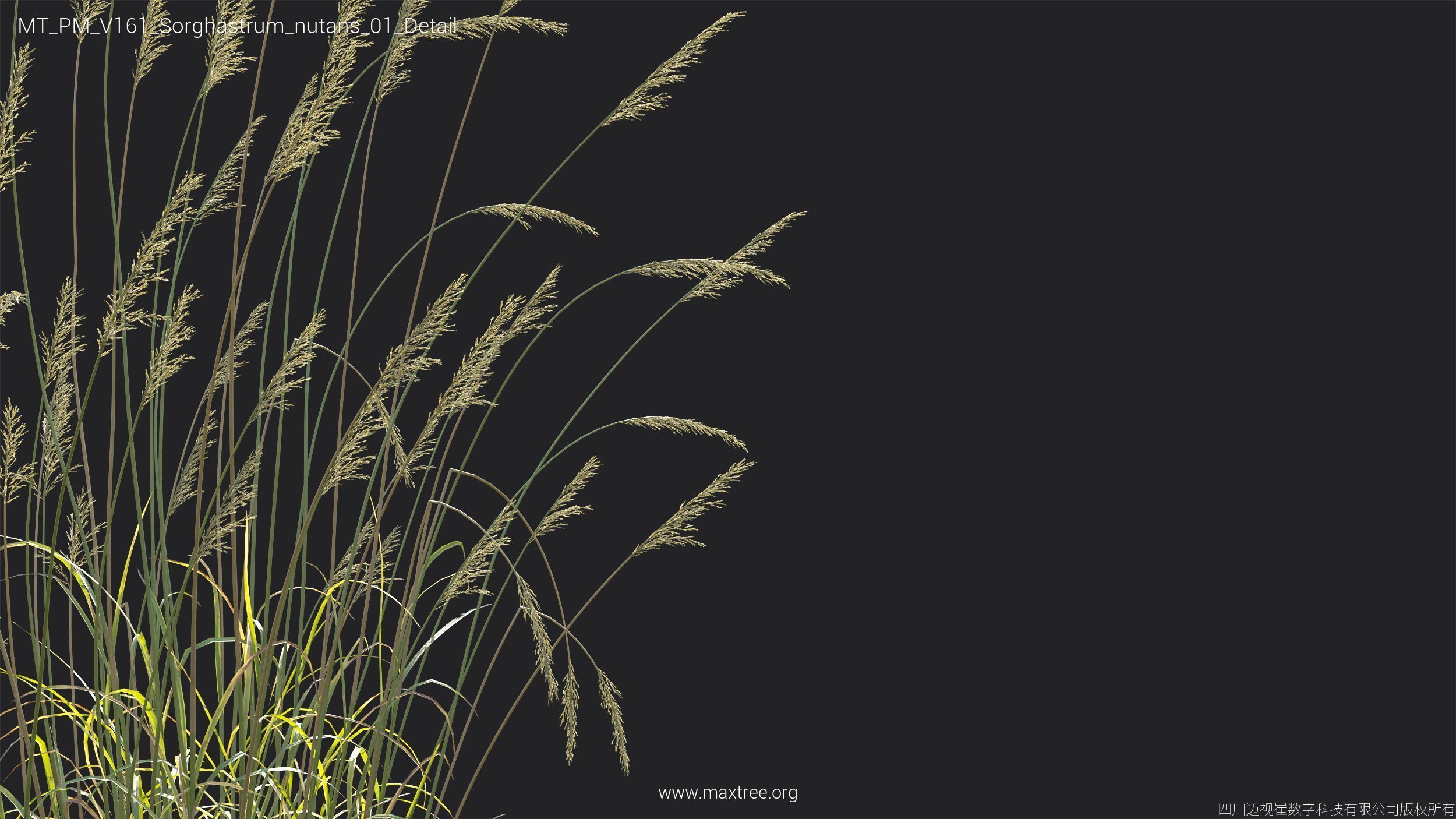 Maxtree Plant Models Vol 161 - Mesh 3D model_37