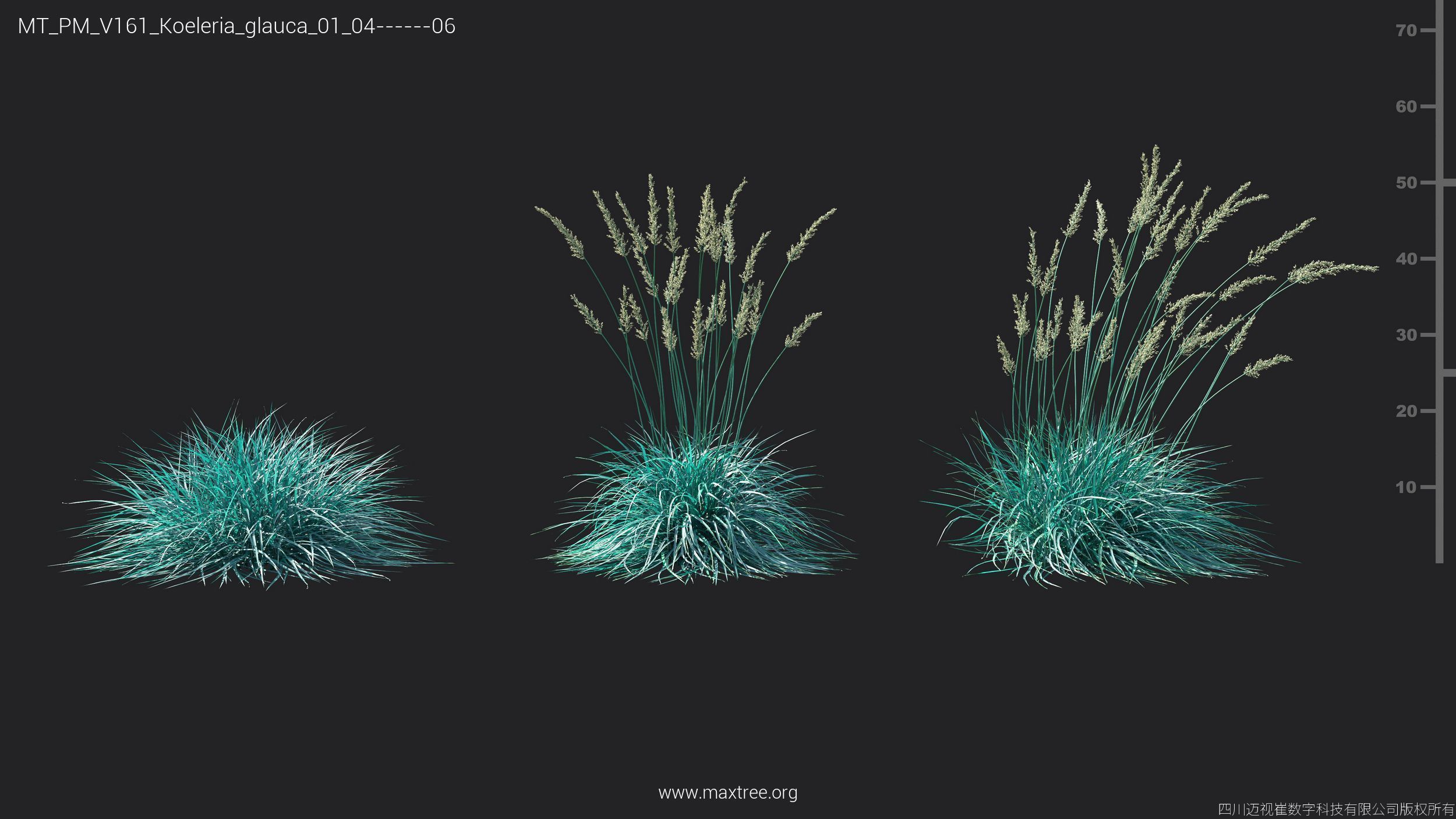 Maxtree Plant Models Vol 161 - Mesh 3D model_21