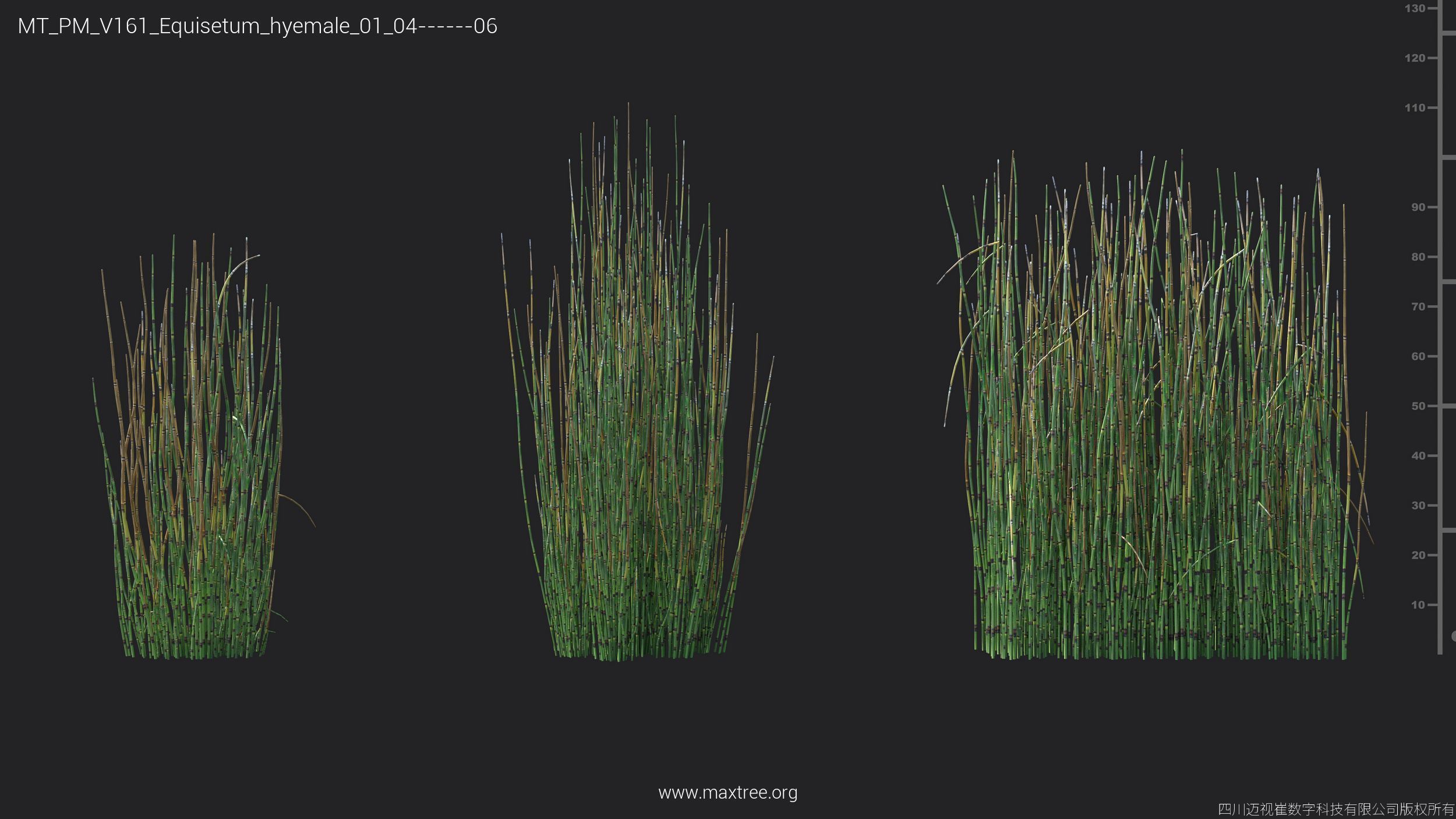 Maxtree Plant Models Vol 161 - Mesh 3D model_12