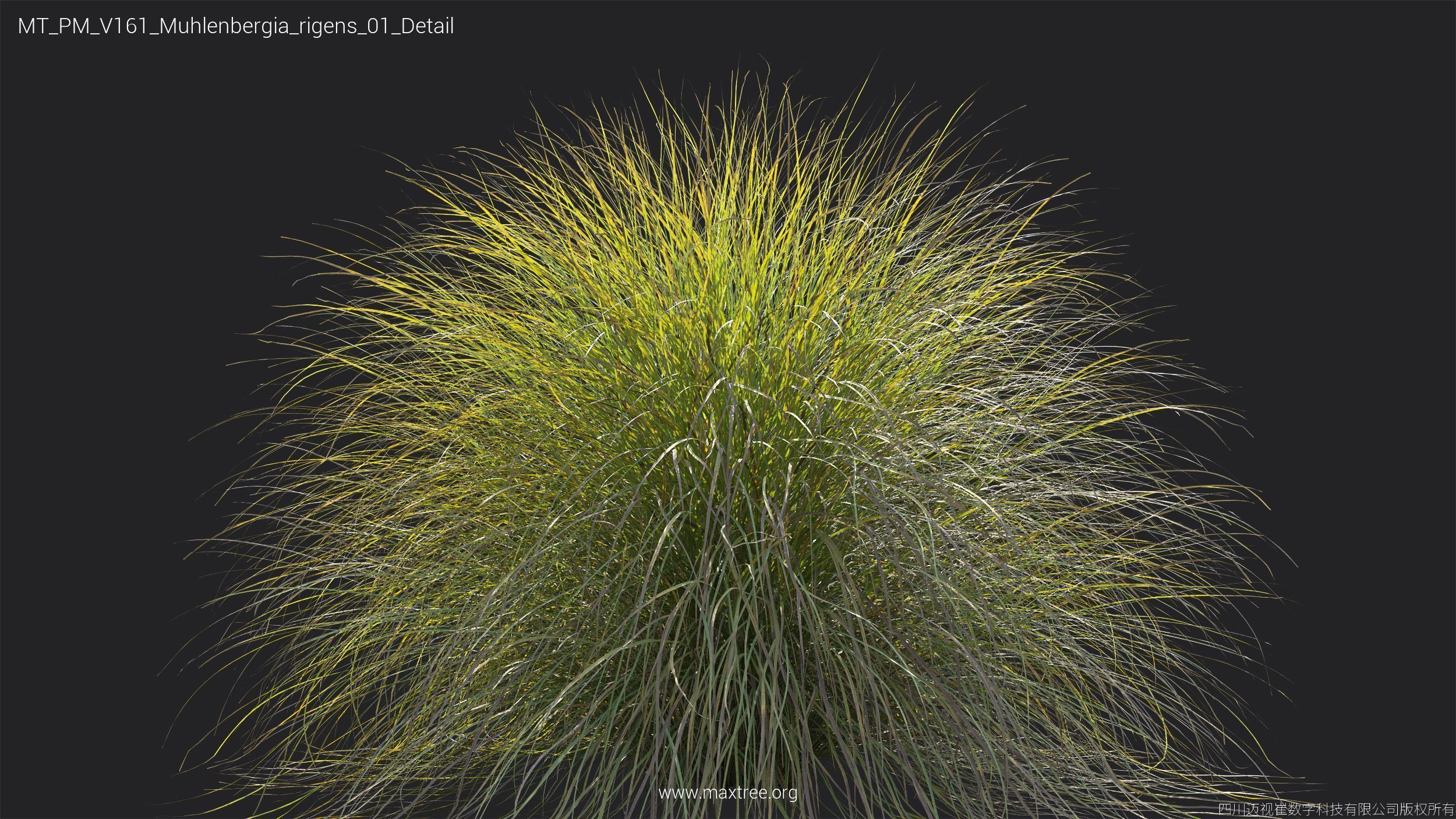Maxtree Plant Models Vol 161 - Mesh 3D model_25