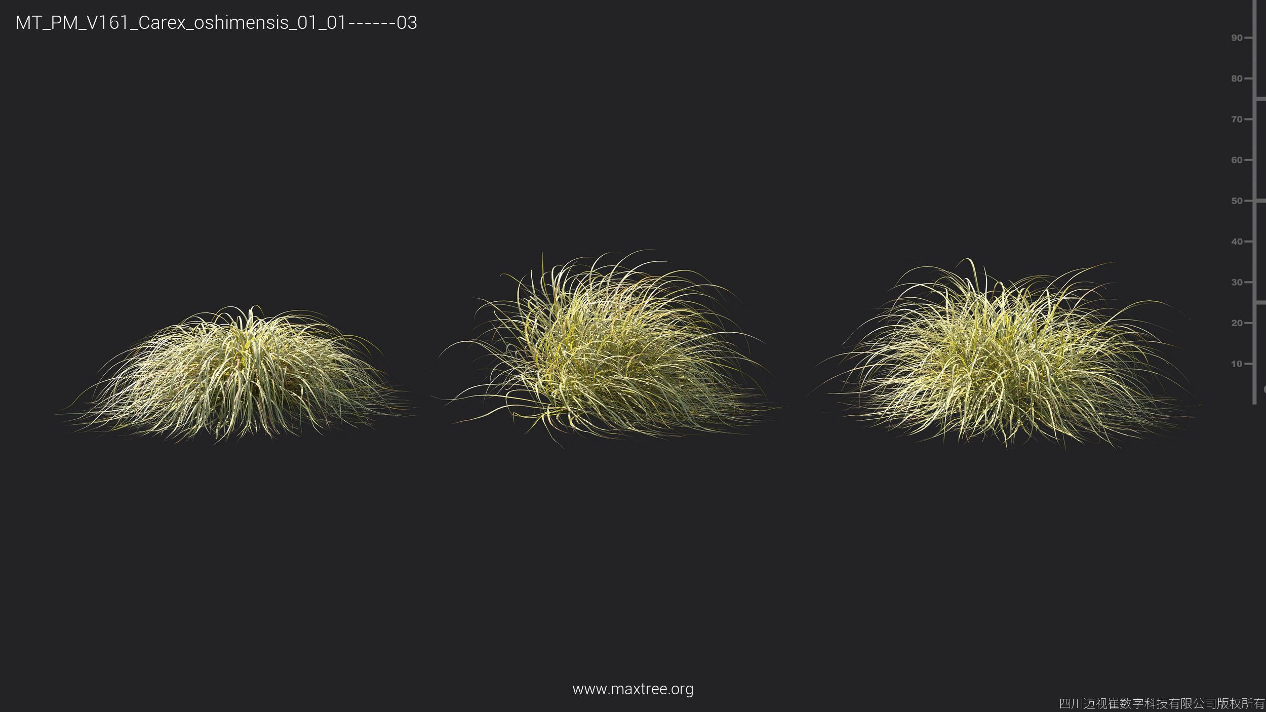 Maxtree Plant Models Vol 161 - Mesh 3D model_8