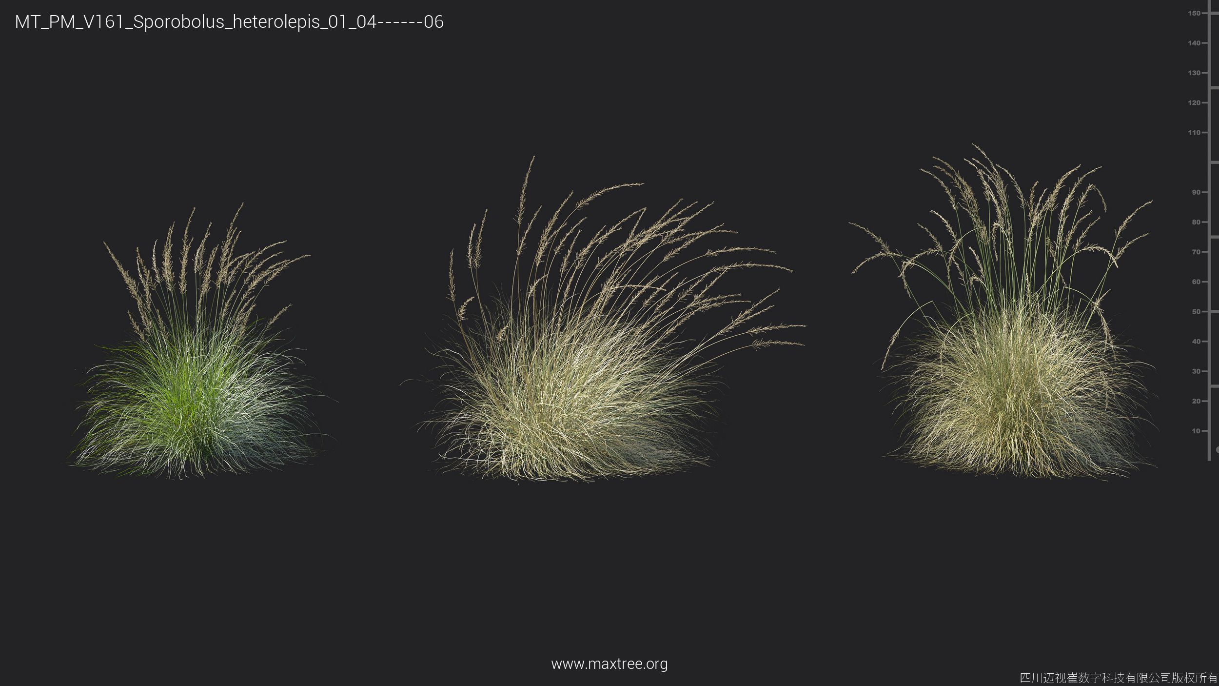 Maxtree Plant Models Vol 161 - Mesh 3D model_39
