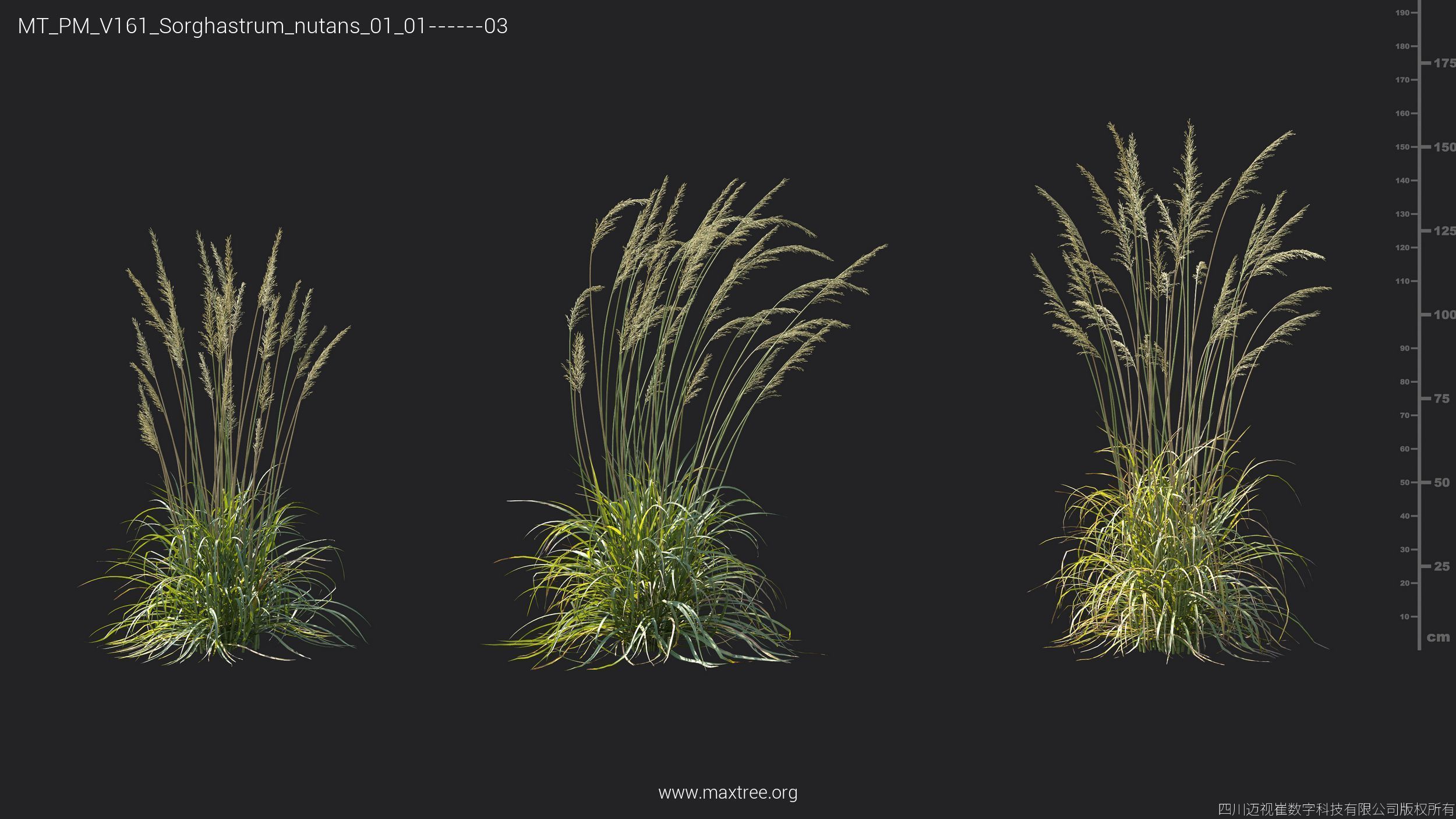 Maxtree Plant Models Vol 161 - Mesh 3D model_35