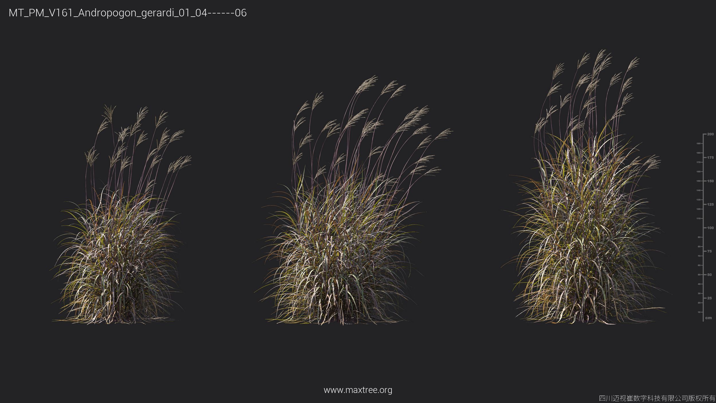 Maxtree Plant Models Vol 161 - Mesh 3D model_6