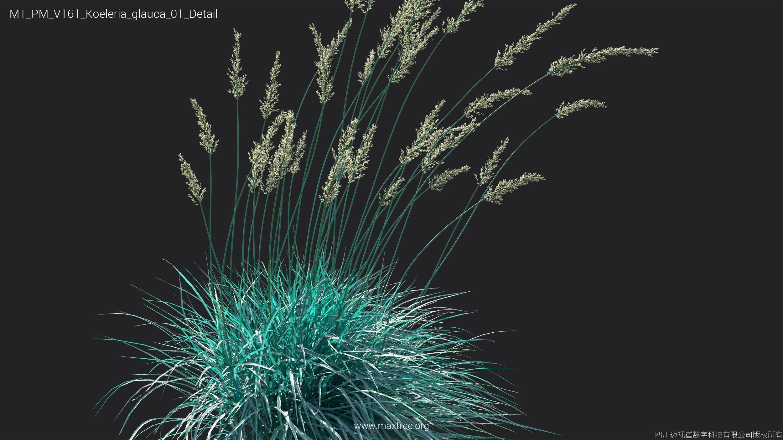 Maxtree Plant Models Vol 161 - Mesh 3D model_22