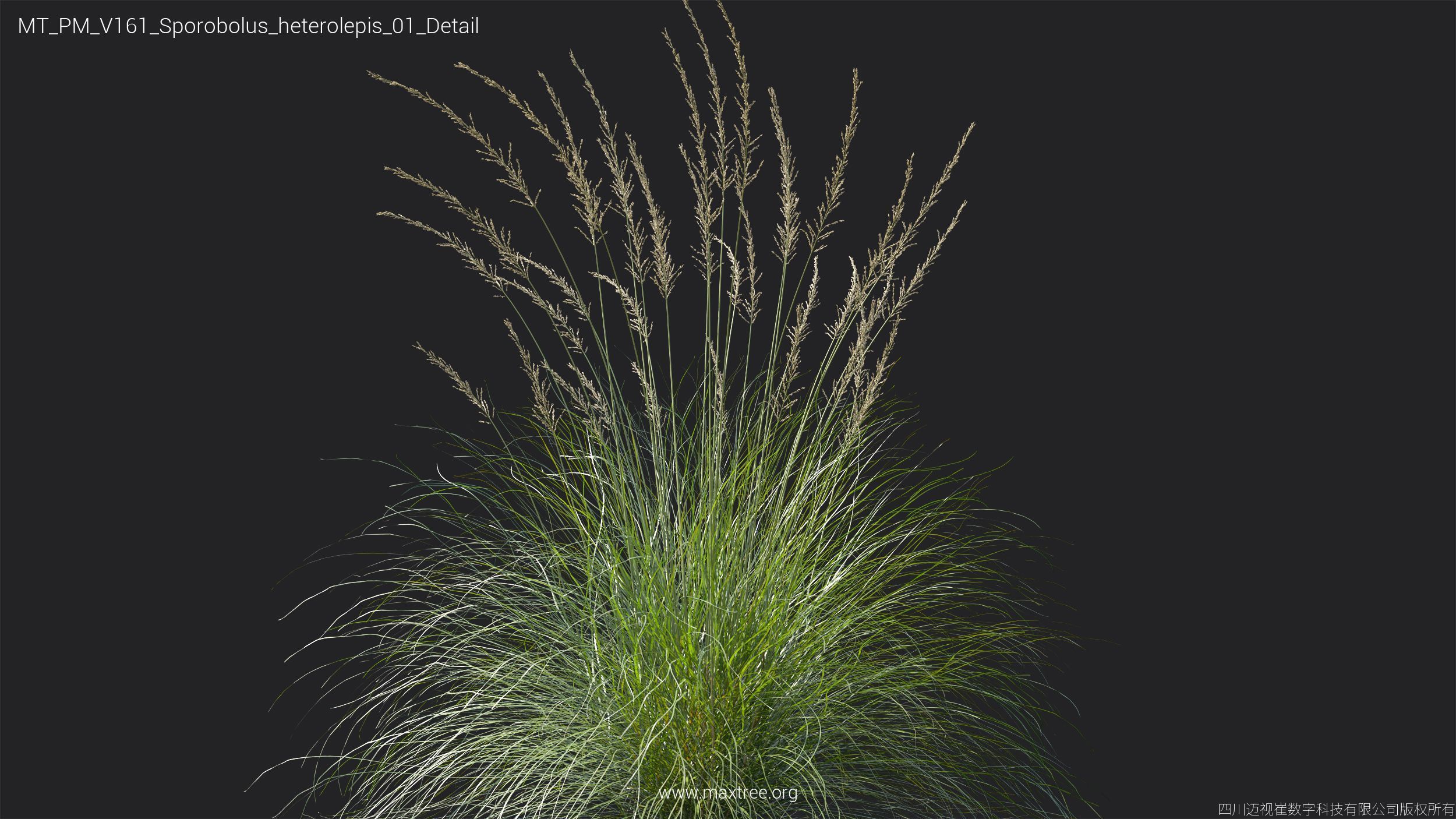 Maxtree Plant Models Vol 161 - Mesh 3D model_40