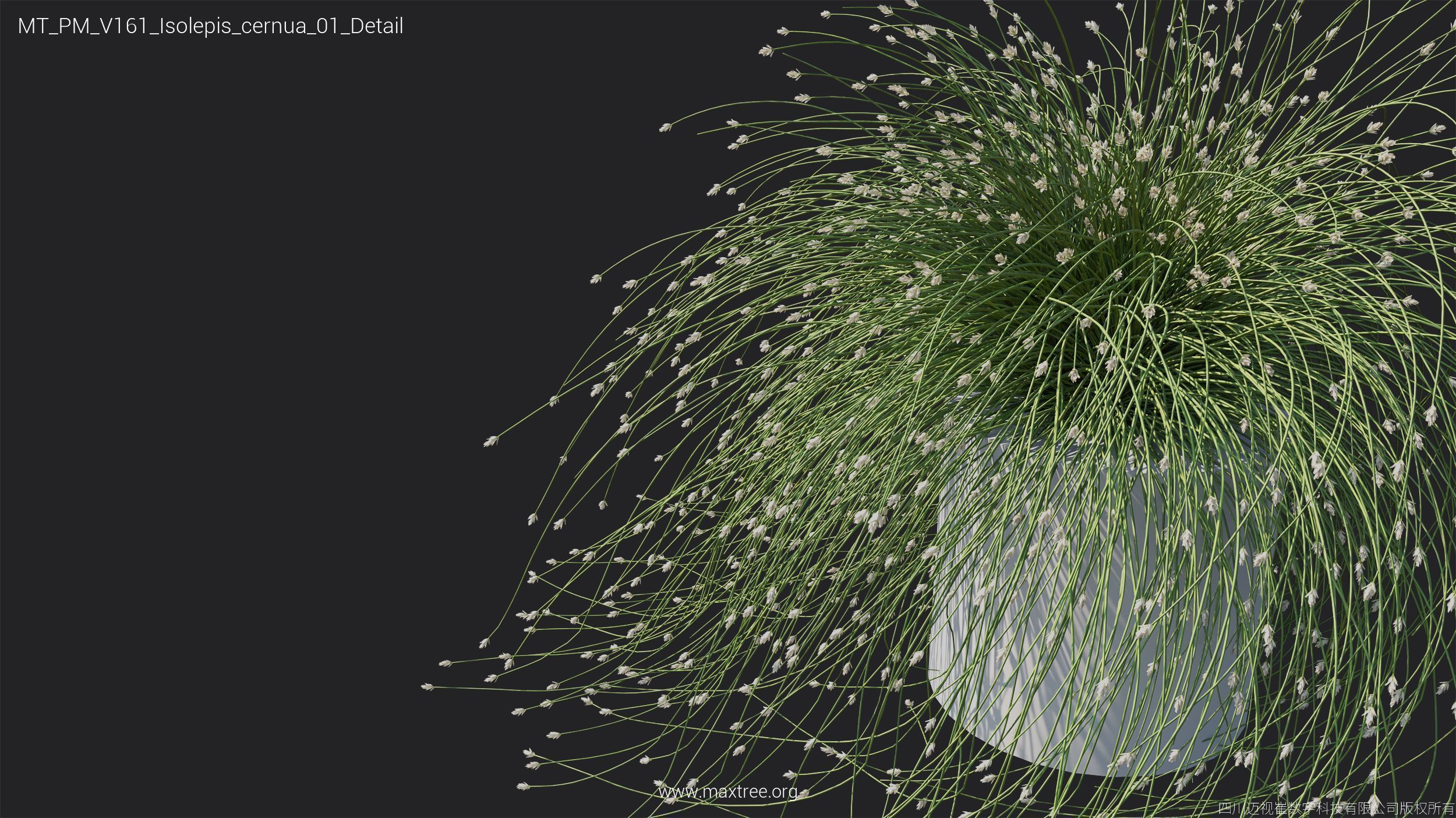 Maxtree Plant Models Vol 161 - Mesh 3D model_16