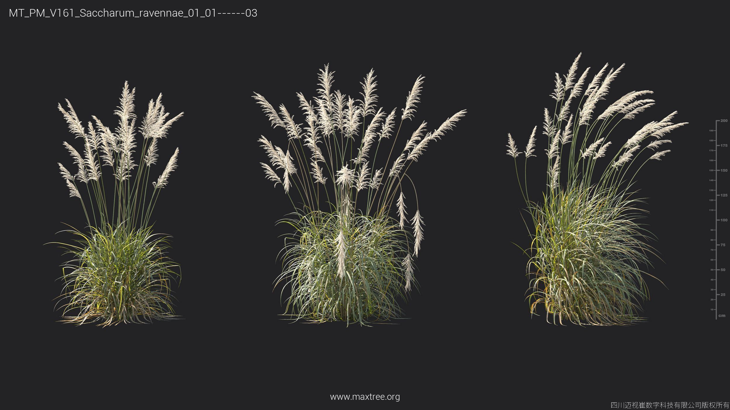 Maxtree Plant Models Vol 161 - Mesh 3D model_29