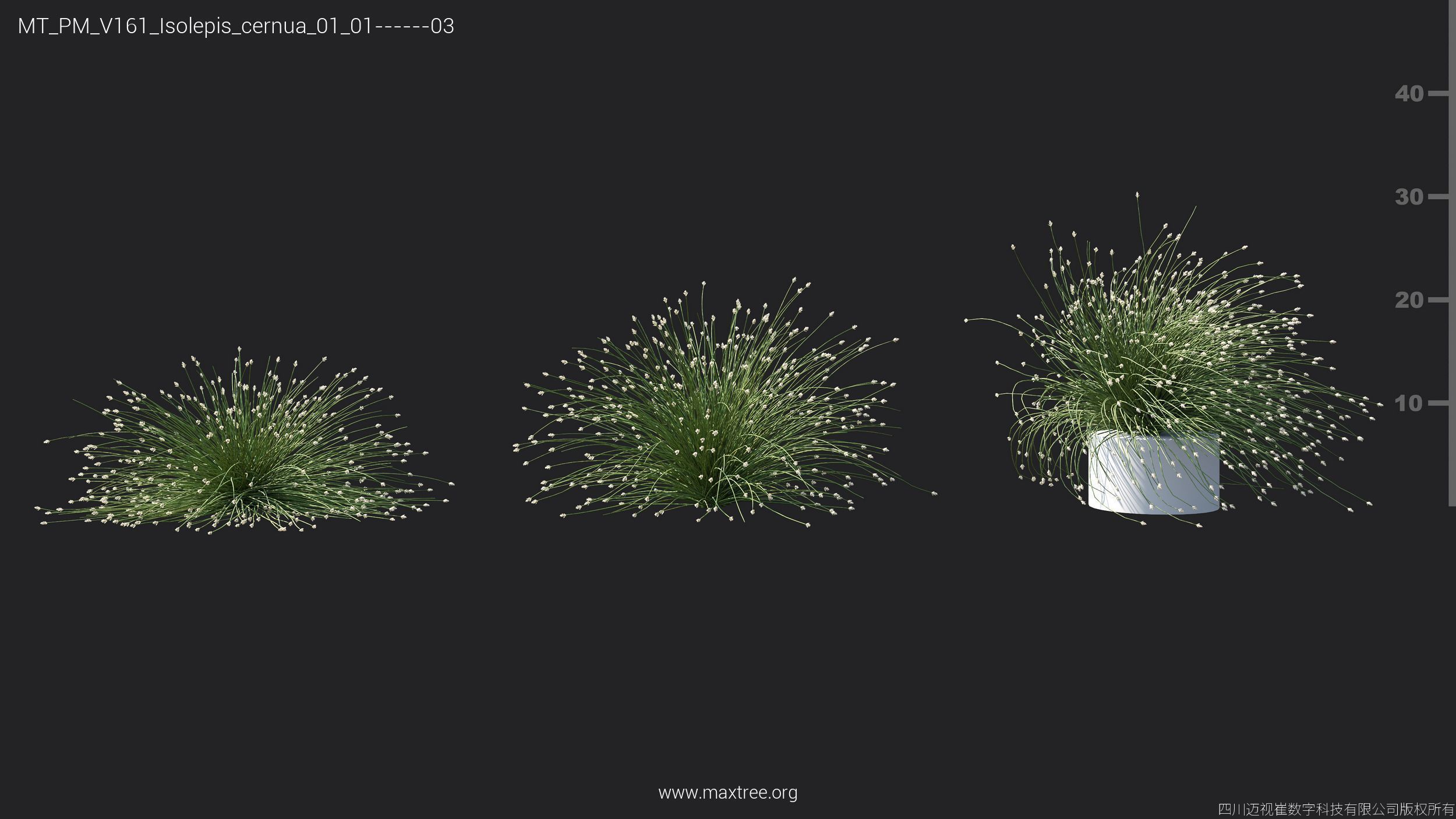Maxtree Plant Models Vol 161 - Mesh 3D model_14
