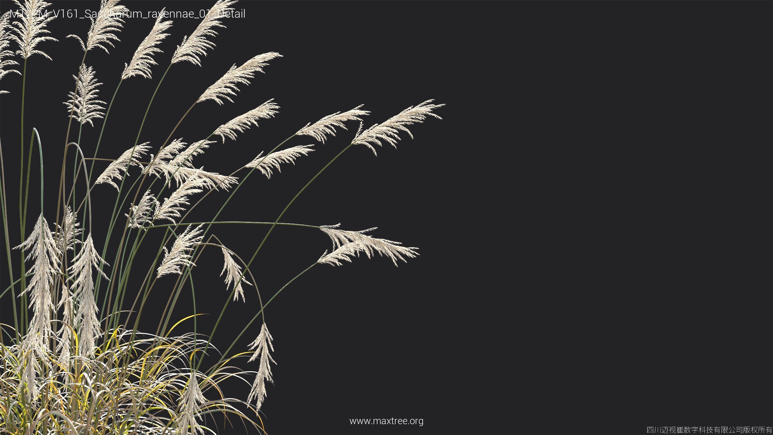 Maxtree Plant Models Vol 161 - Mesh 3D model_31