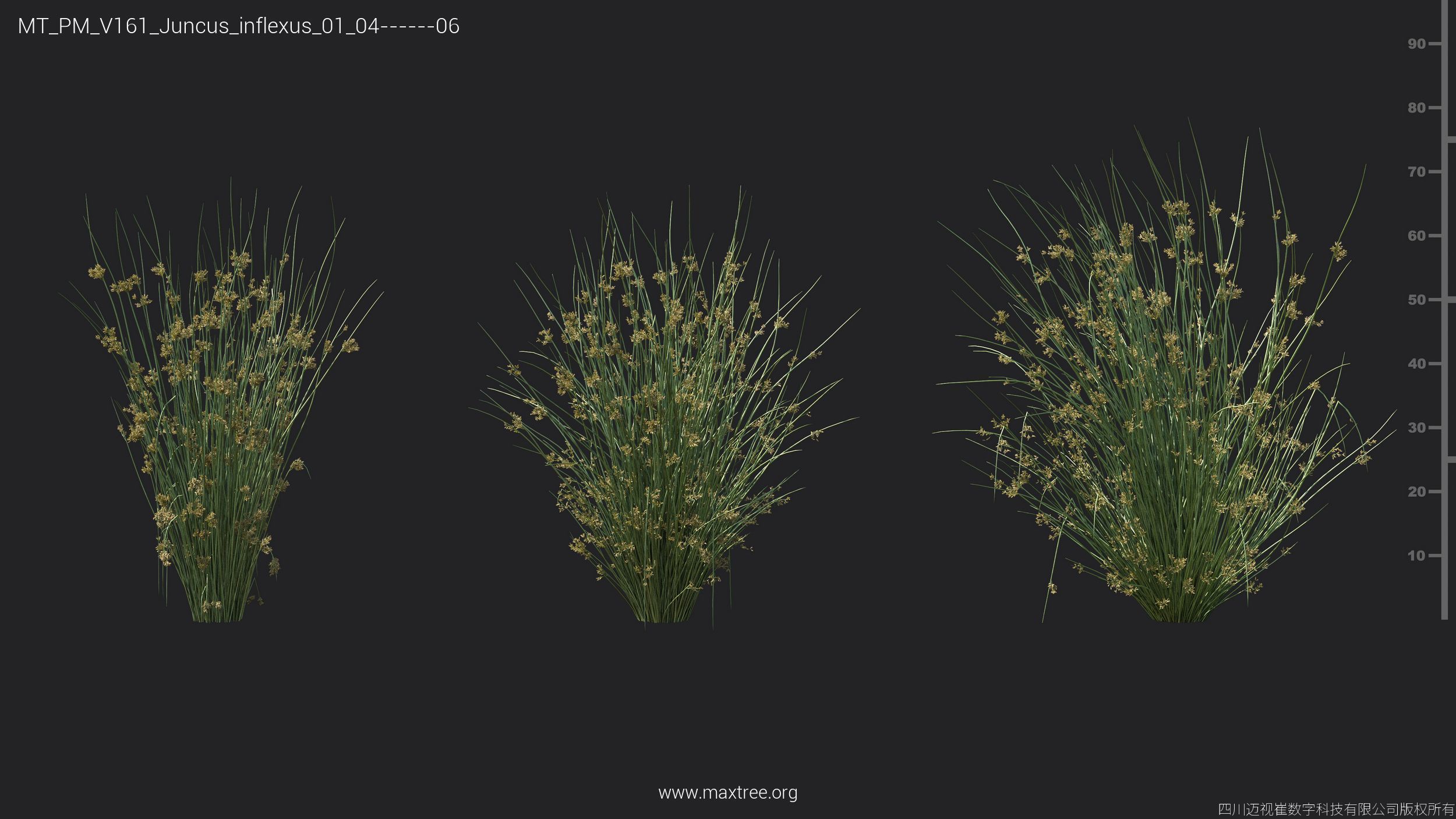 Maxtree Plant Models Vol 161 - Mesh 3D model_18