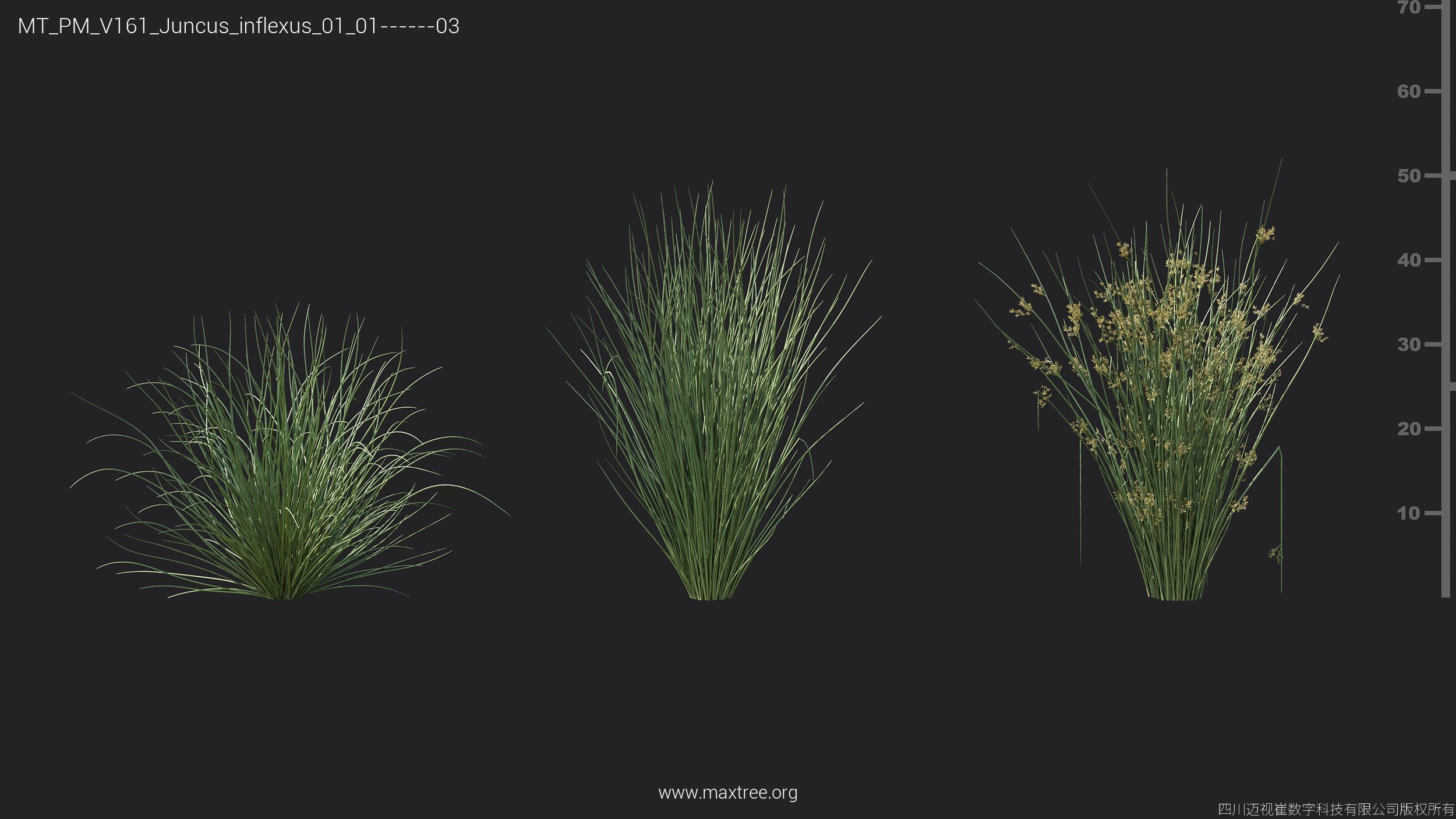Maxtree Plant Models Vol 161 - Mesh 3D model_17