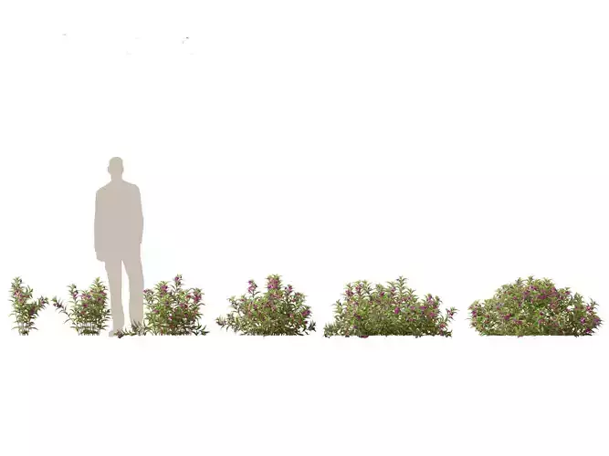 HighPoly - LowPoly - Impatiens balsamina - Garden balsam