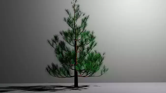 small pine treee 