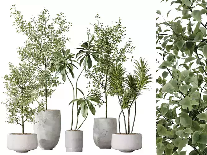 AV Indoor plants set 153 Olive Eucalyptus and Palm and Ficus