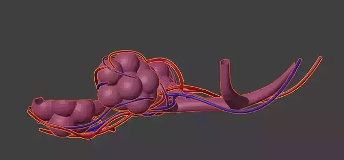 3D Model of Alveolar Sacs 3D model