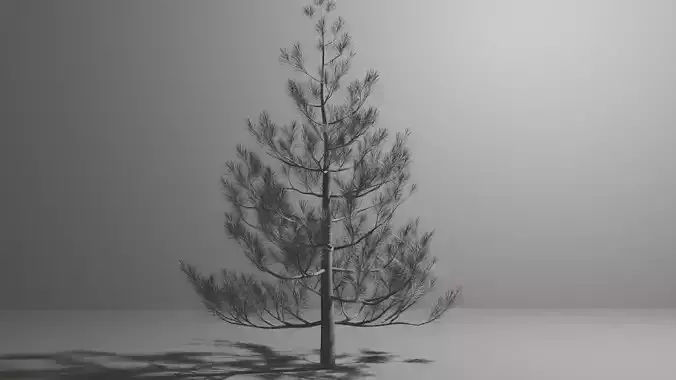 the small pine tree