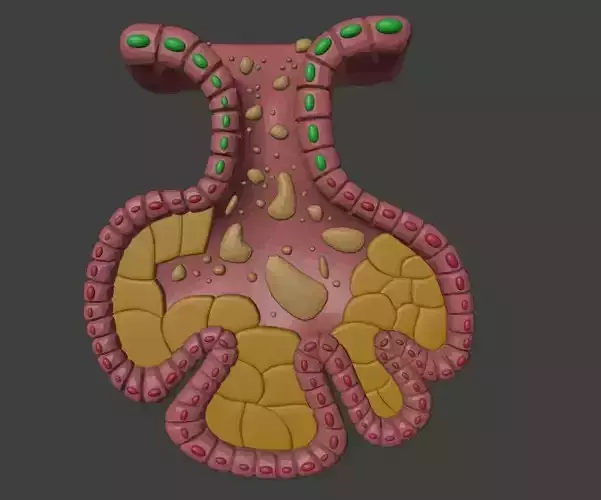 3D Model of Sebaceous Gland