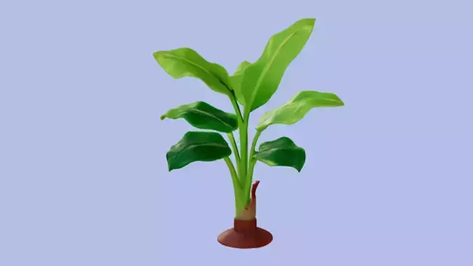 Banana Plant 3D Model 3D model