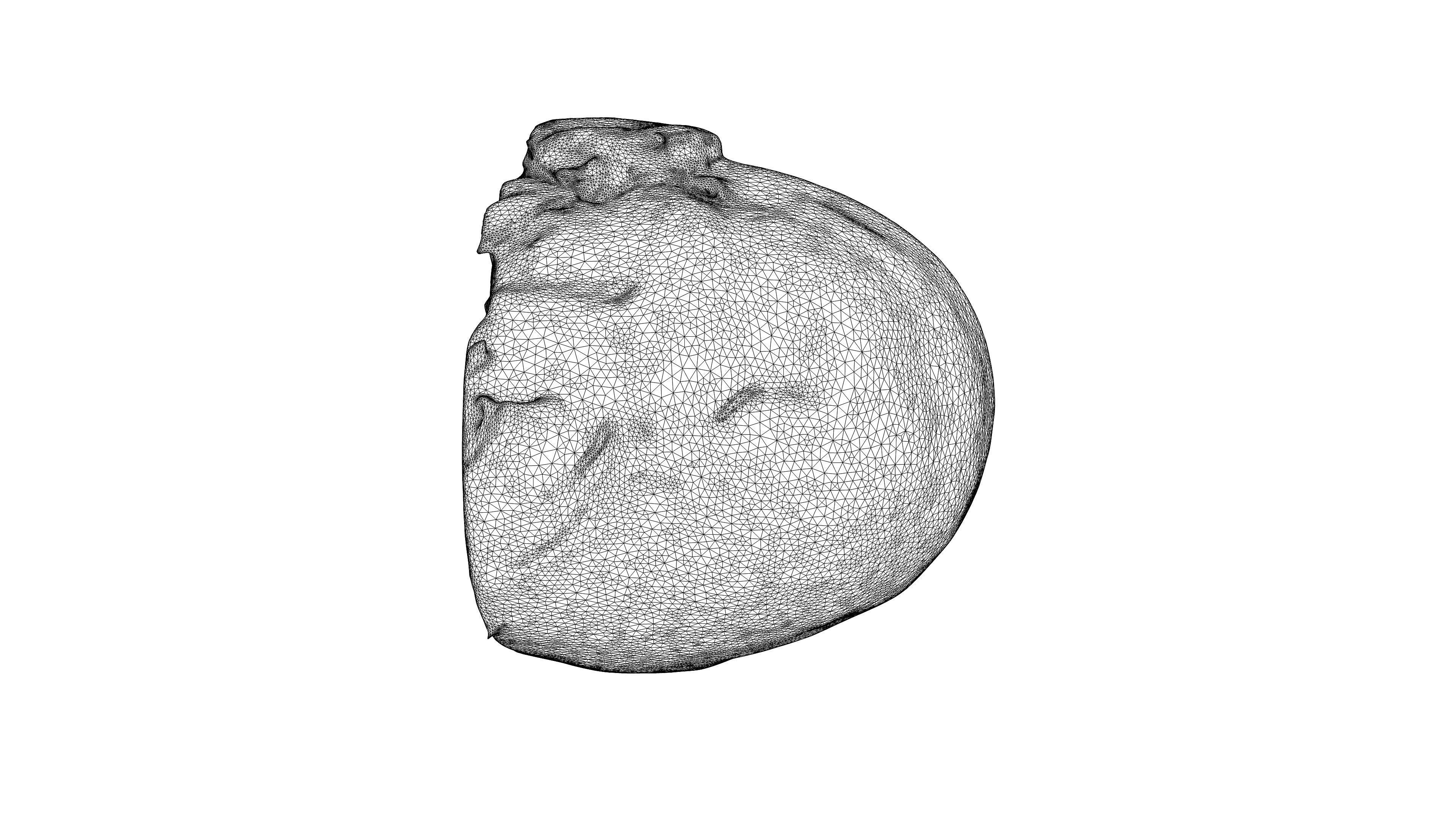 Photorealistic 3D scan of half a white cabbage Low-poly 3D model_21