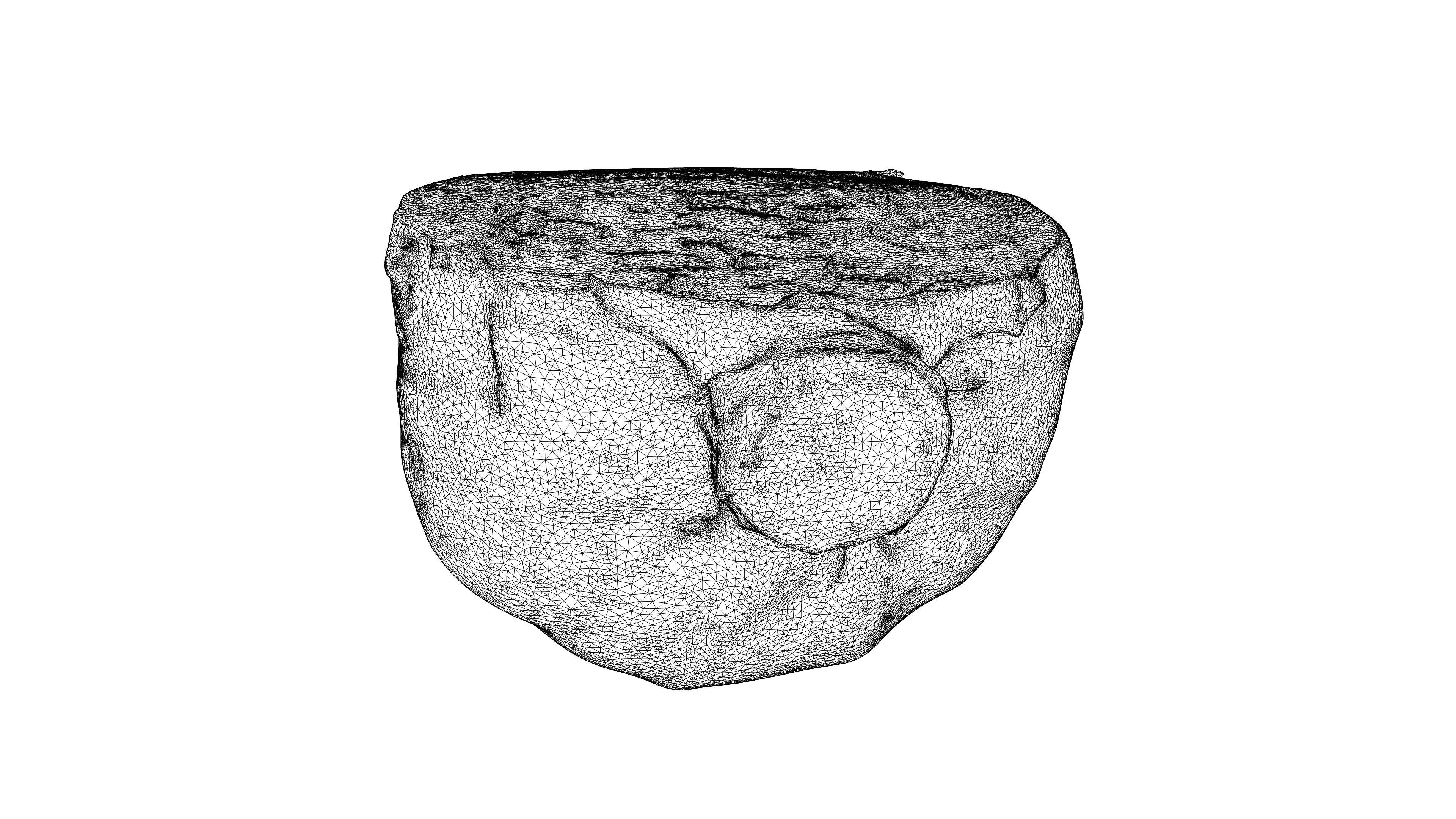 Photorealistic 3D scan of half a white cabbage Low-poly 3D model_26