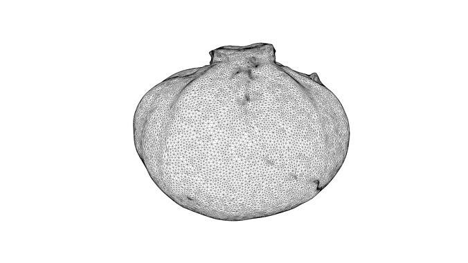 Photorealistic 3D scan of half a white cabbage Low-poly 3D model 5