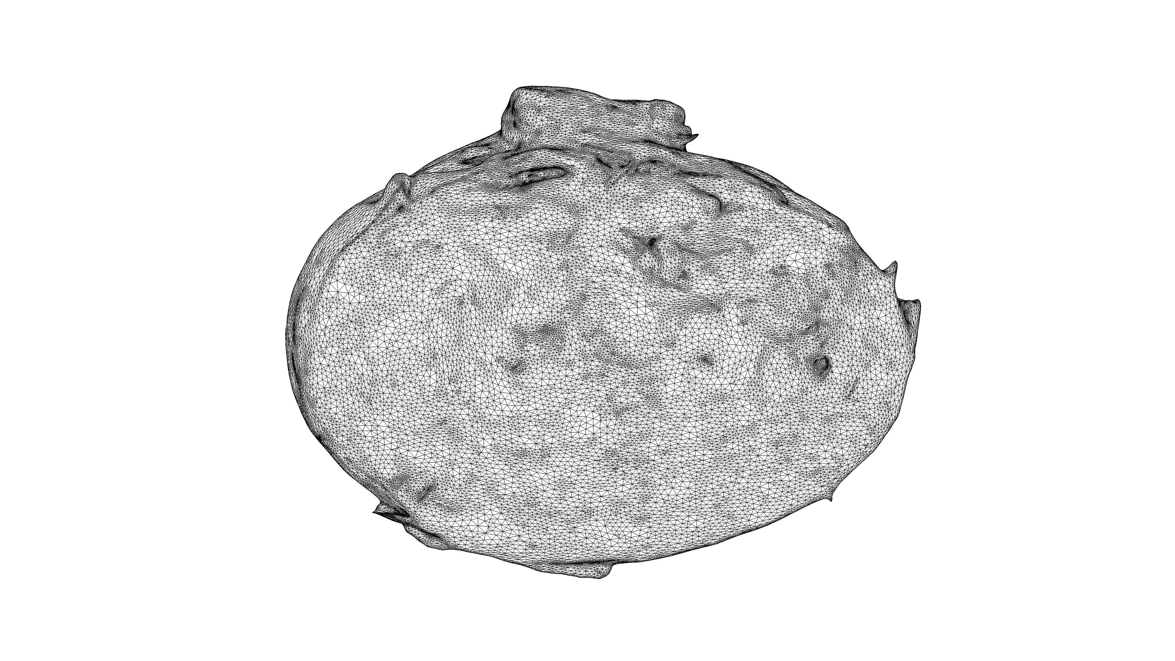 Photorealistic 3D scan of half a white cabbage Low-poly 3D model_24