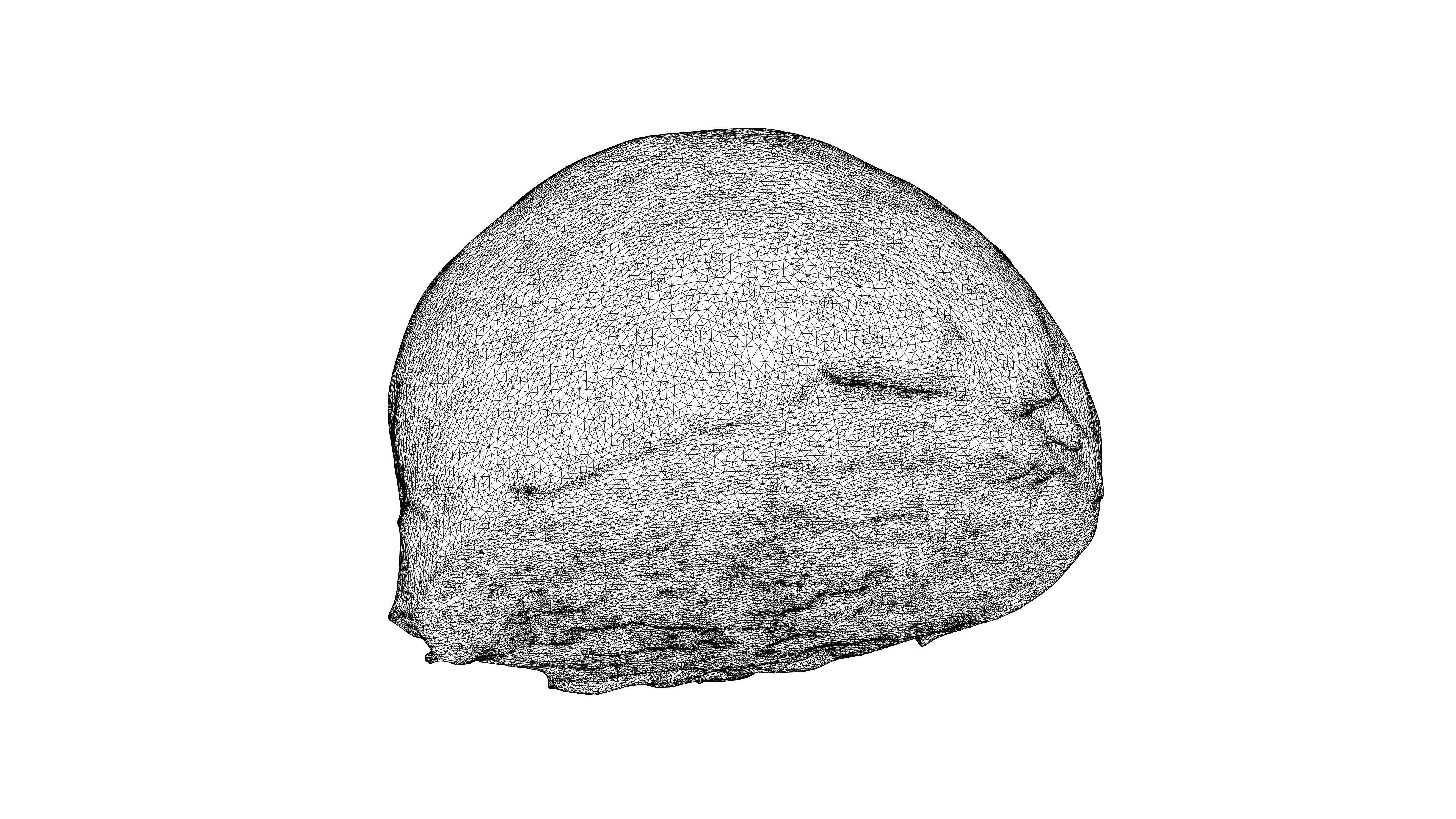 Photorealistic 3D scan of half a white cabbage Low-poly 3D model_22