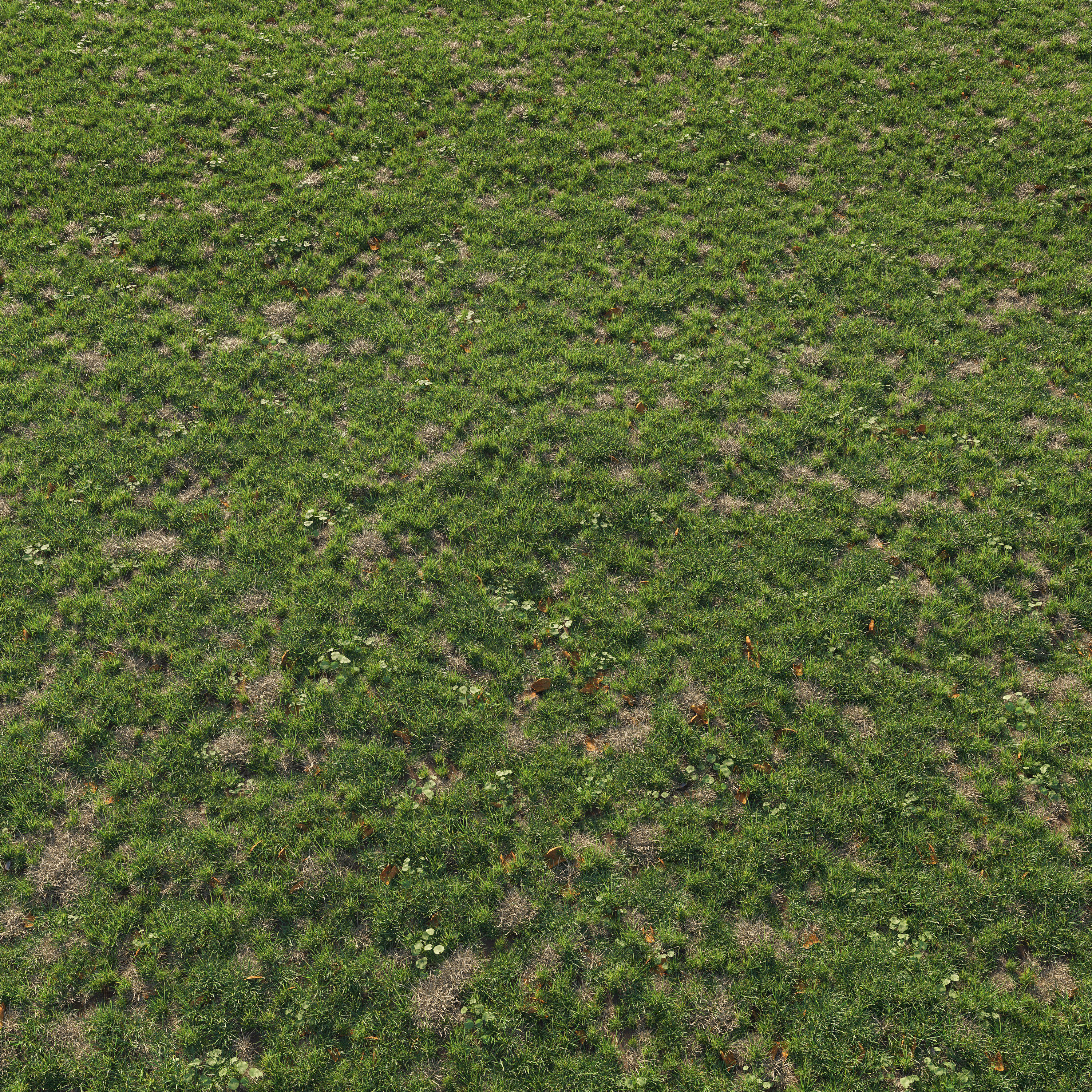Patchy Green Grass 3D model_2