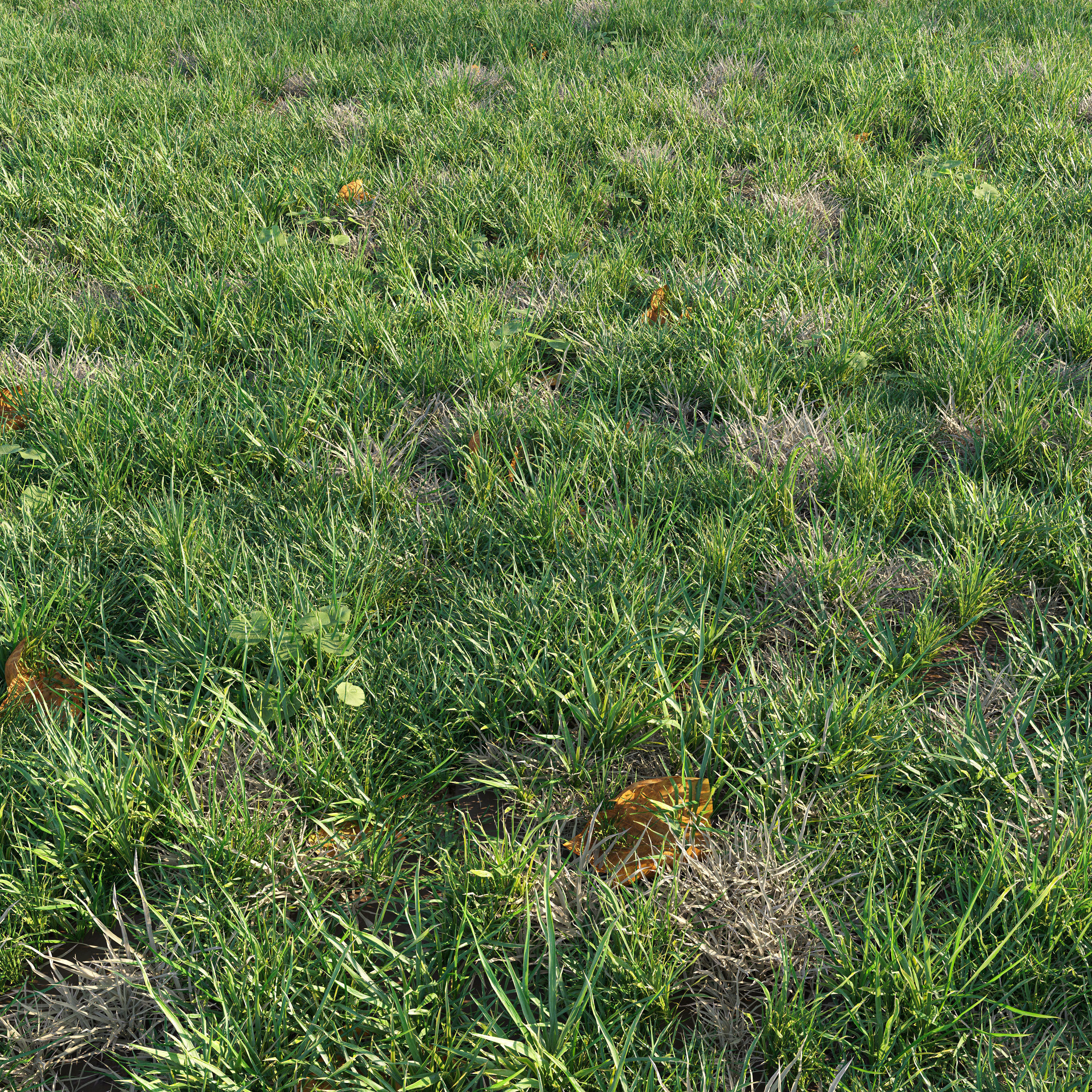 Patchy Green Grass 3D model_4