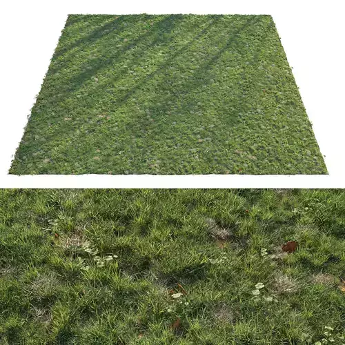 Patchy Green Grass