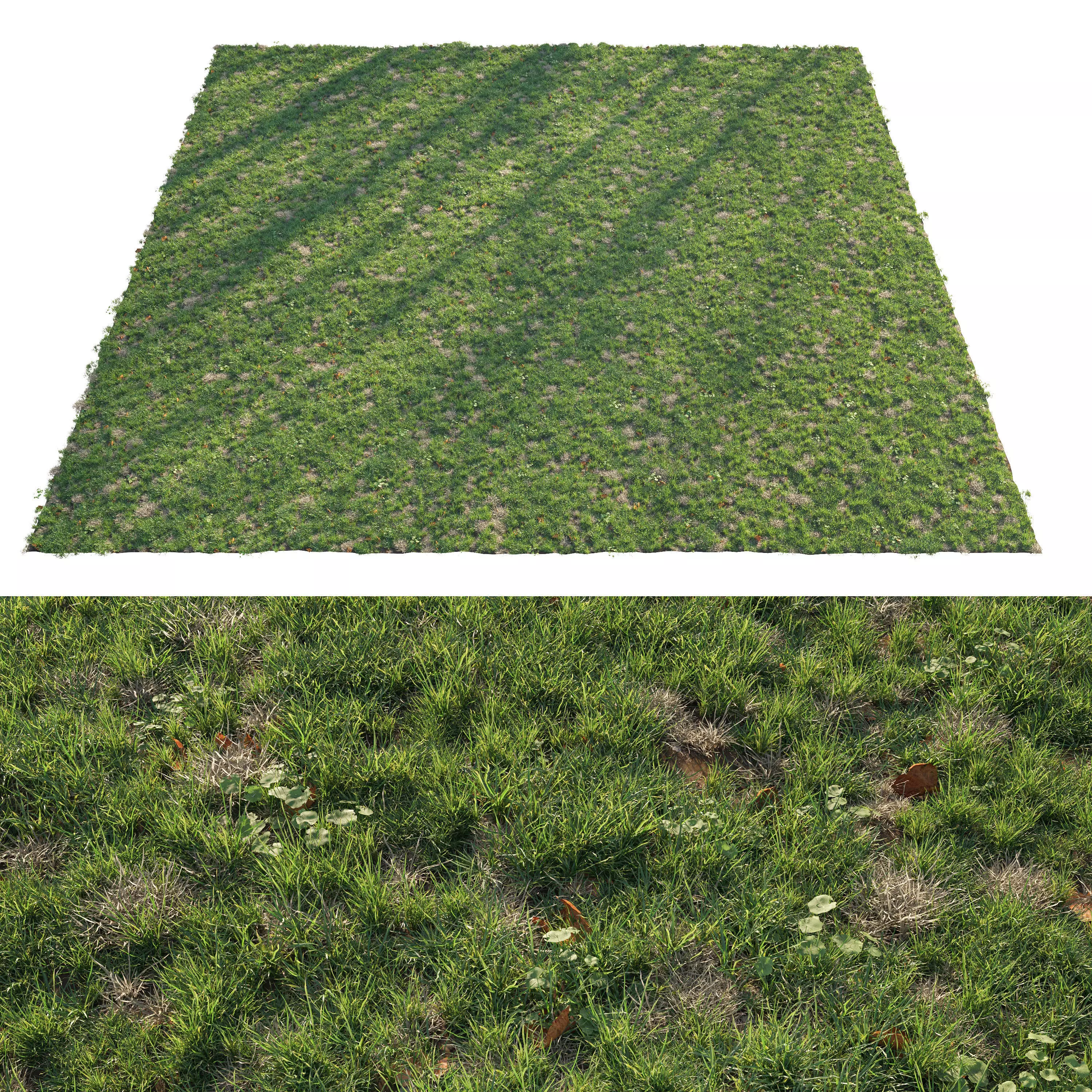 Patchy Green Grass 3D model_0