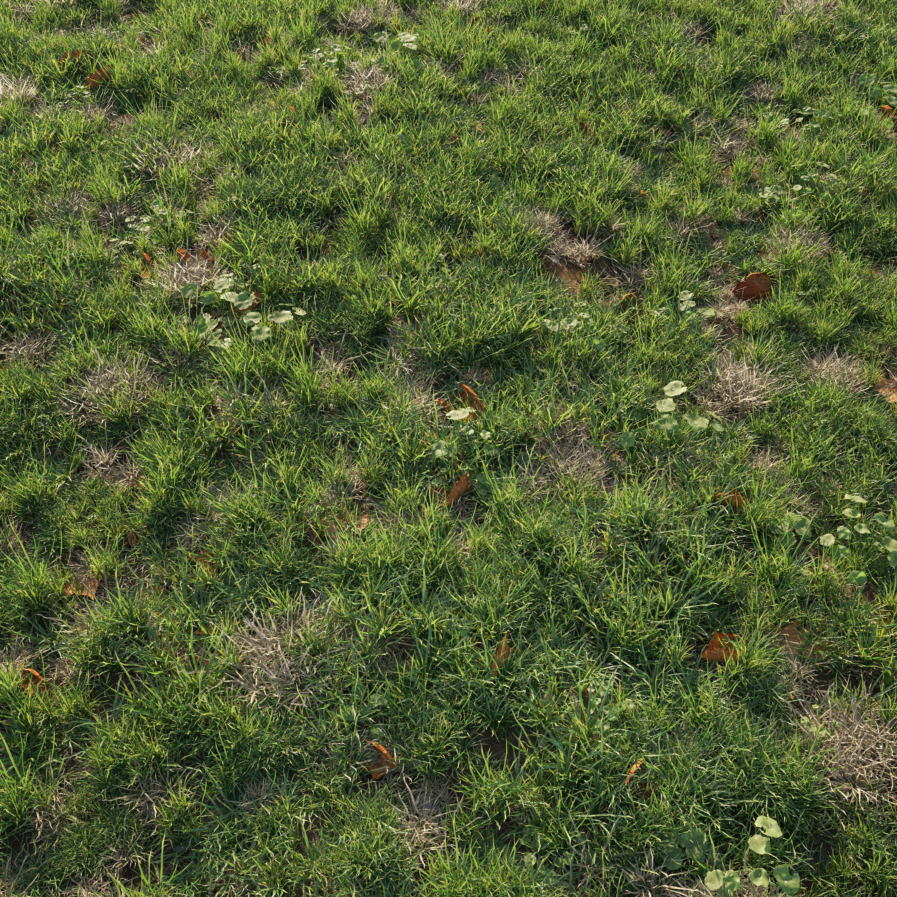 Patchy Green Grass 3D model_1
