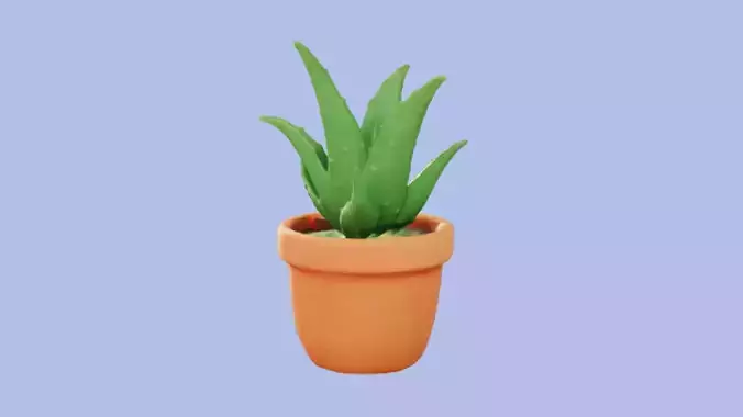 Indoor Potted plant 
