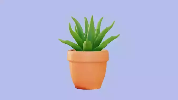 Indoor Potted plant 