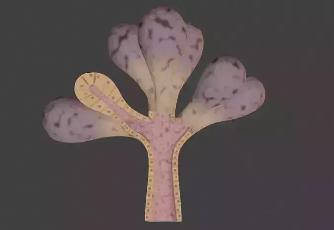 3D Model of Lacrimal Gland Anatomy