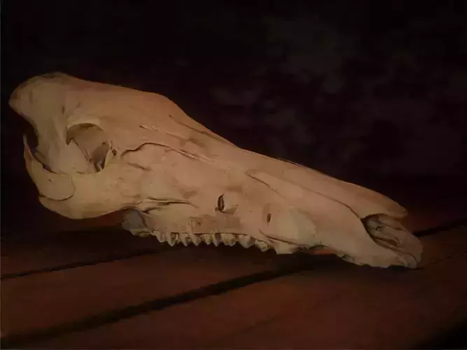 European Wild Boar Skull 3D Model - PBR 4K Textures