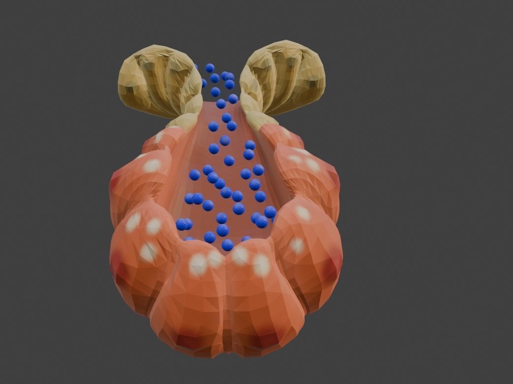 3D Model of Salvary Glands 3D model_2