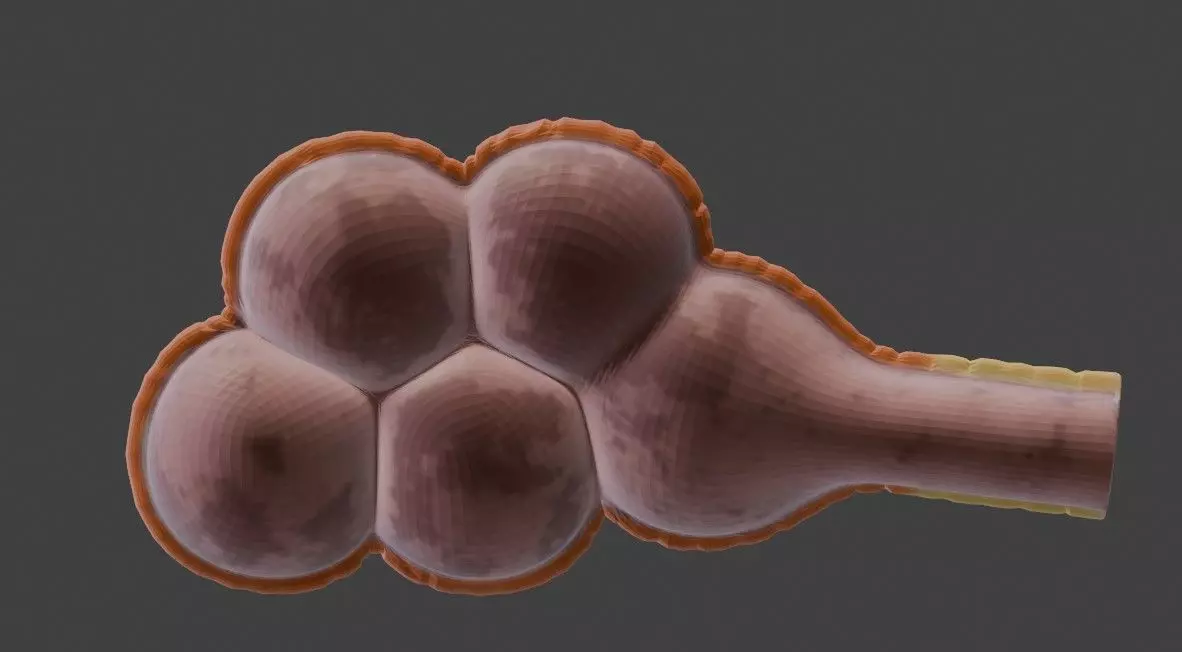 3D Model of Mammary Gland 3D model_0