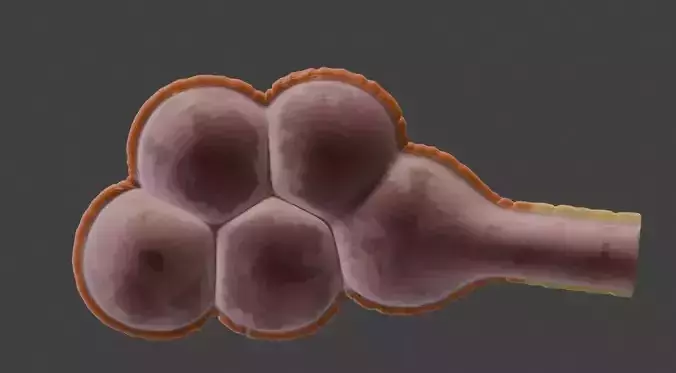 3D Model of Mammary Gland