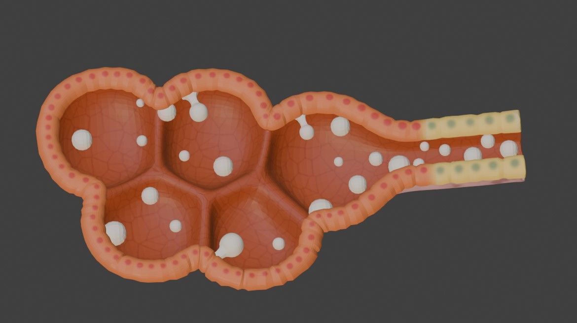 3D Model of Mammary Gland 3D model_3