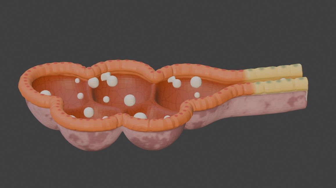 3D Model of Mammary Gland 3D model_2