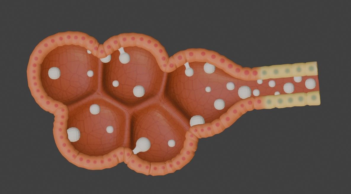 3D Model of Mammary Gland 3D model_1