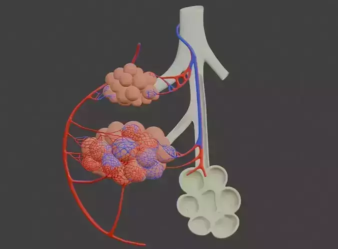 3D Model of Bronchioles and Alveoli Anatomy