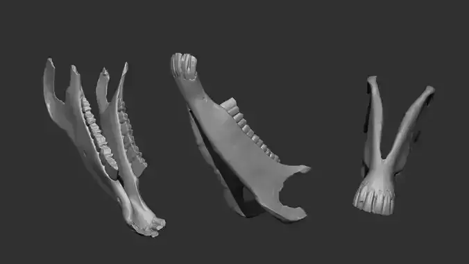 High-Resolution 3D Model of Horse Jawbone with Teeth -